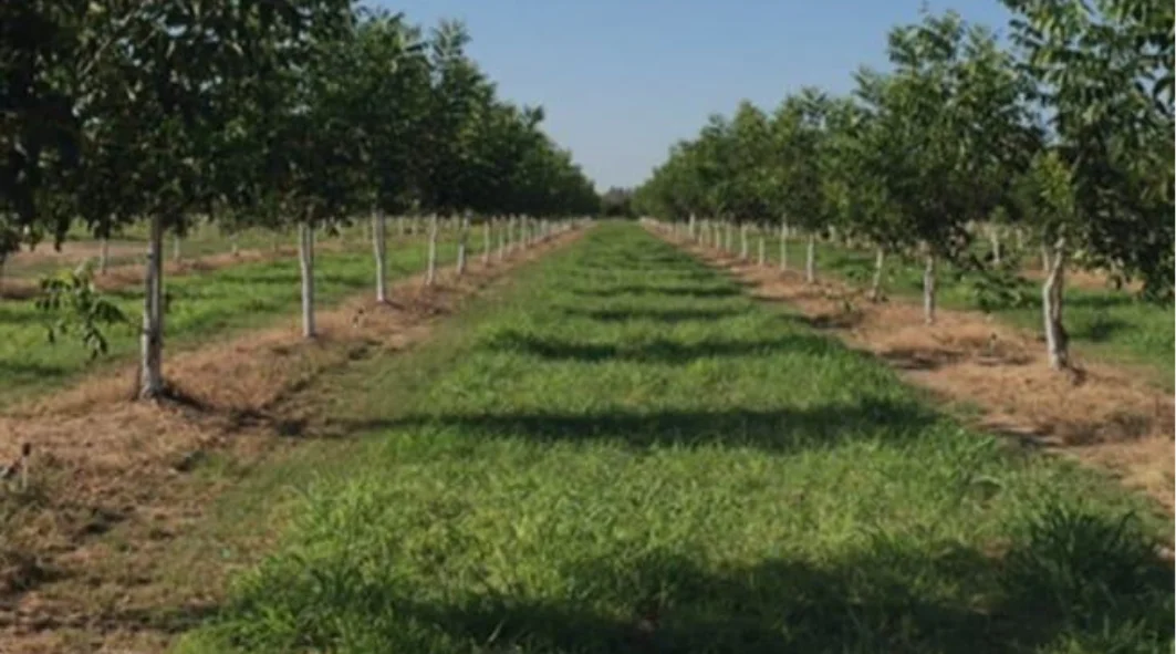 Image for Održavanje voćnjaka i rezidbe Petrović